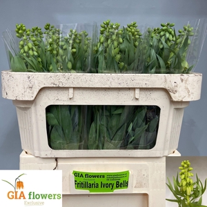 FRIT PERSICA IVORY BELLS