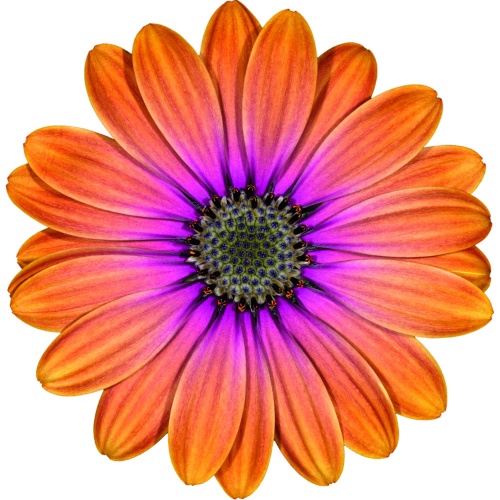 <h4>OSTEOSPERMUM ECKLONIS P11</h4>