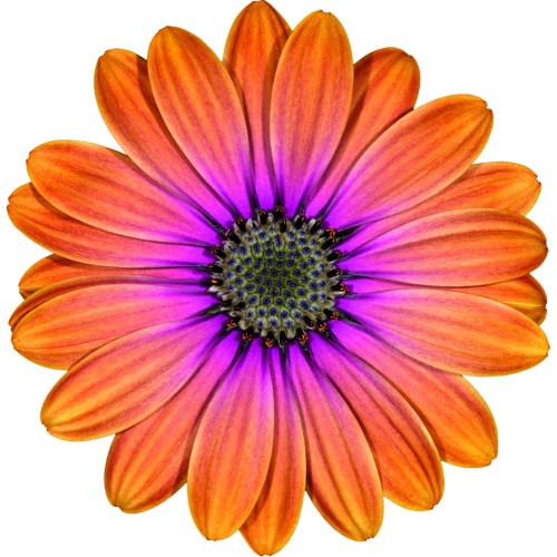 <h4>OSTEOSPERMUM ECKLONIS P11 DALINA PINK EYED BEAUTY</h4>