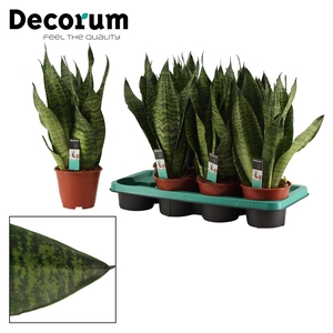 Sansevieria Super Green 14 cm (Decorum)