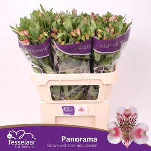 Alstroemeria panorama