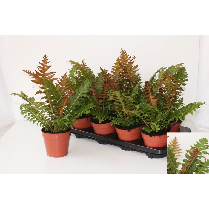 <h4>BLECHNUM GIBBUM</h4>