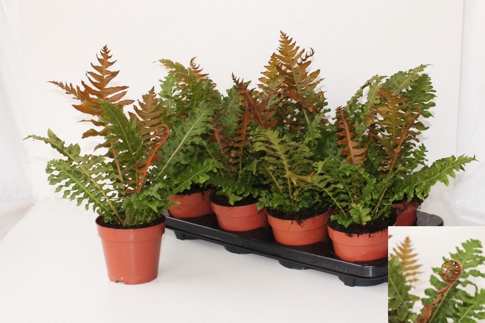 BLECHNUM GIBBUM