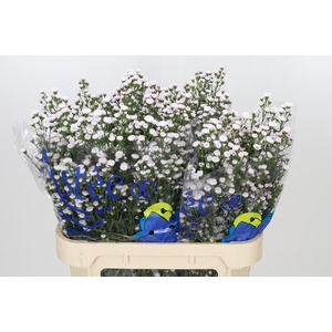 Aster White Gypsy