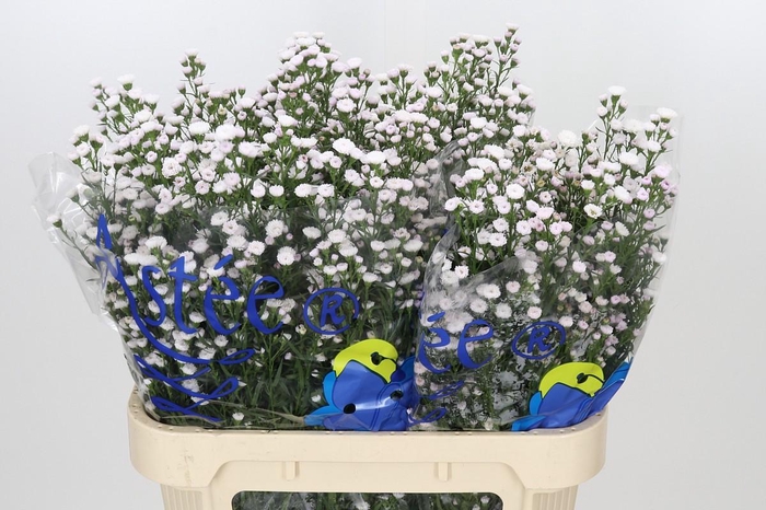 <h4>Aster White Gypsy</h4>