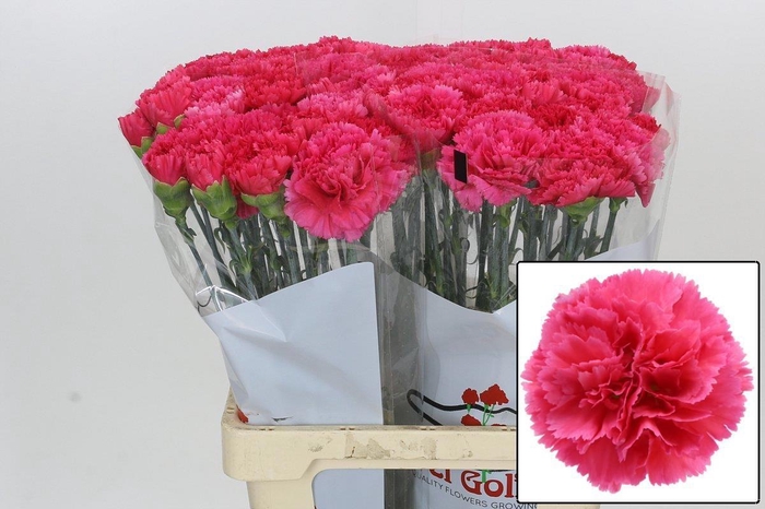 <h4>DI ST BIZET</h4>