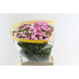 Di Barb Sweet Will Pink Magic