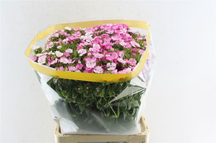 Di Barb Sweet Will Pink Magic