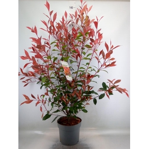 Photinia fraseri