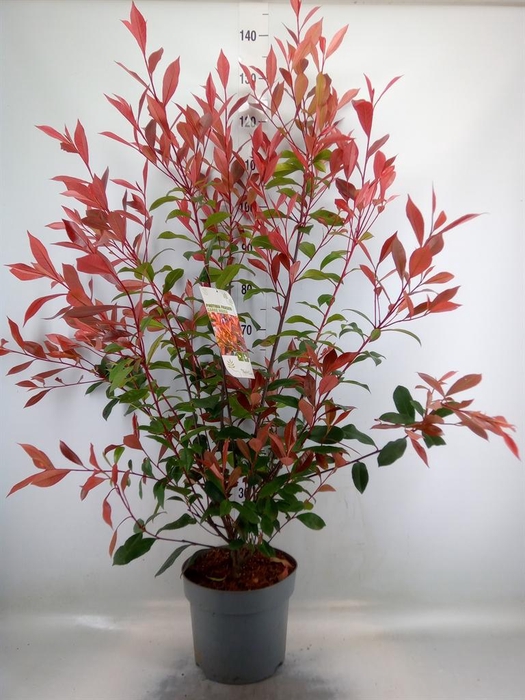 <h4>Photinia fraseri</h4>