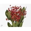 HETEROMELES ARBU BS