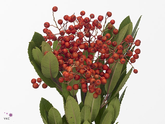 HETEROMELES ARBU BS