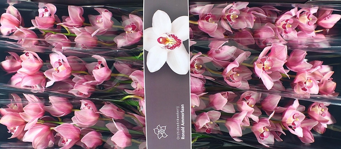 <h4>CYMB T MRS TERESA</h4>