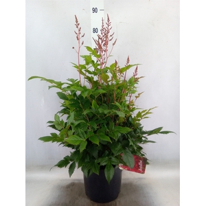 Astilbe japonica 'Montgomery'