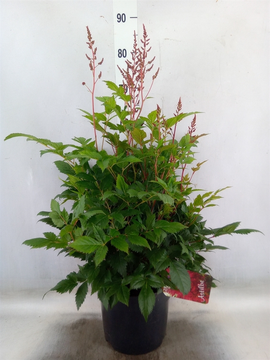 <h4>Astilbe japonica 'Montgomery'</h4>