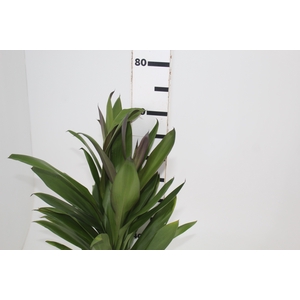 FOLHAGEM DRACENA POA