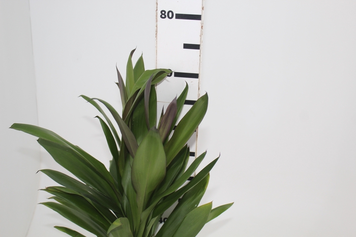 <h4>FOLHAGEM DRACENA POA</h4>
