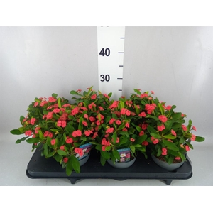 Euphorbia milii 'Vulcanus'