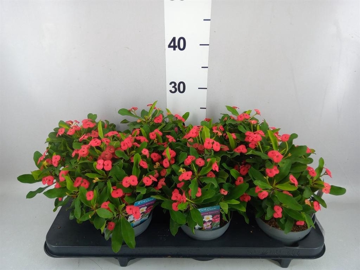 <h4>Euphorbia milii 'Vulcanus'</h4>