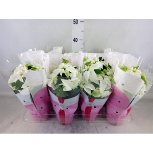 Euphorbia pulc. 'Princ White'