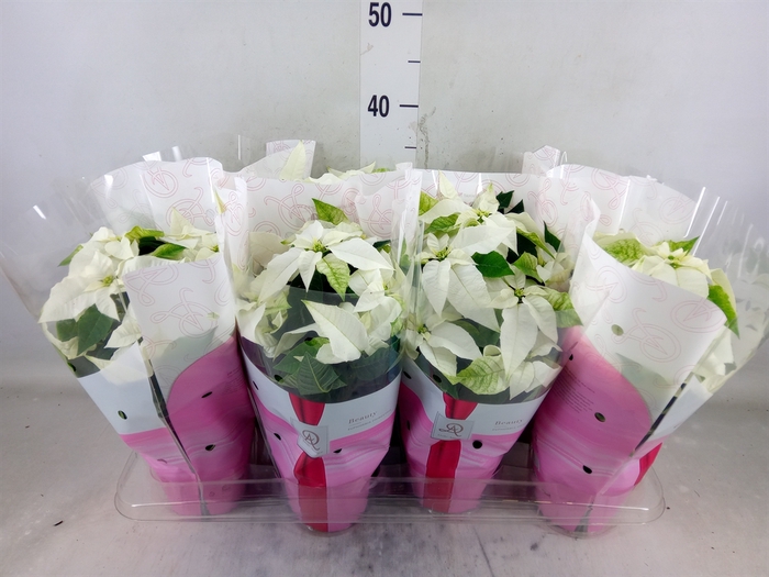 <h4>Euphorbia pulc. 'Princ White'</h4>