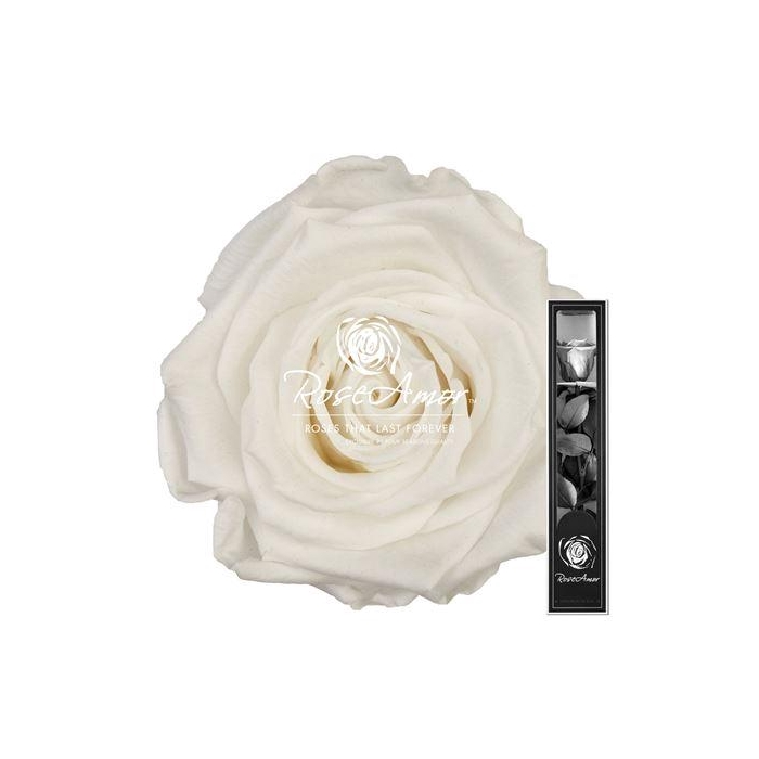 <h4>30cm Stem Whi01</h4>