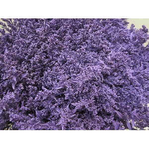 Solidago Paars