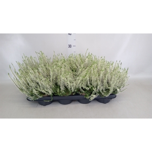Calluna vulg. 'Garden G Madonna'