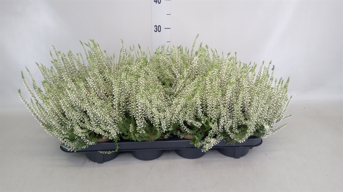 <h4>Calluna vulg. 'Garden G Madonna'</h4>