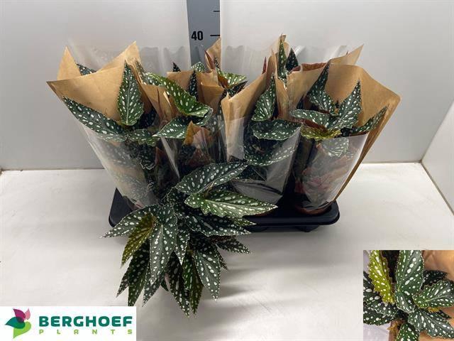 <h4>BEG MA SPOTL GREEN</h4>