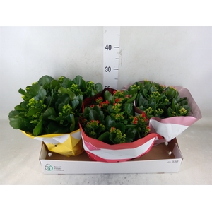 Kalanchoe blos.   ..mix 5