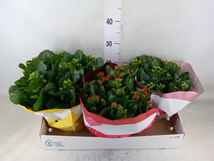 <h4>Kalanchoe blos.   ..mix 5</h4>