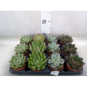 Echeveria   ...mix