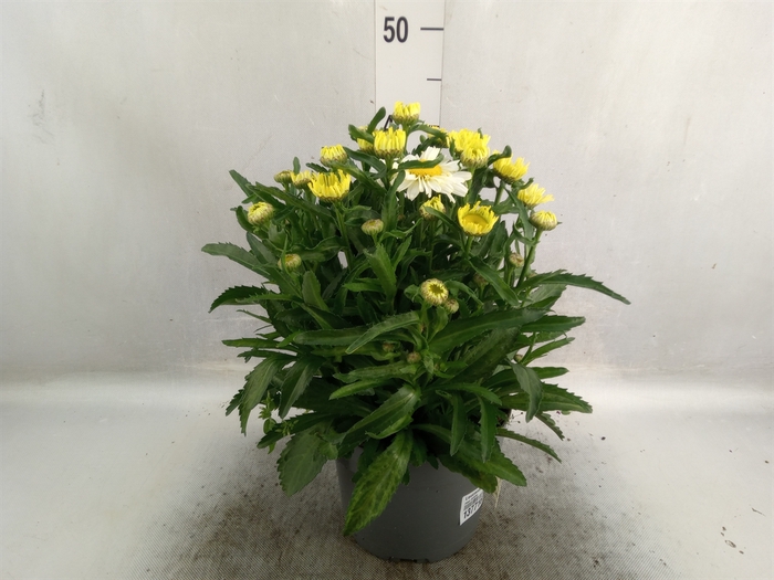 <h4>Leucanthemum sup. 'Banana Cream'</h4>