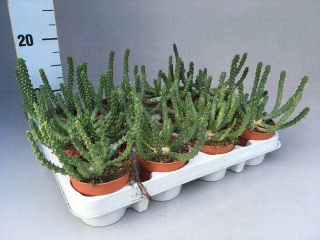 <h4>Euphorbia ...</h4>