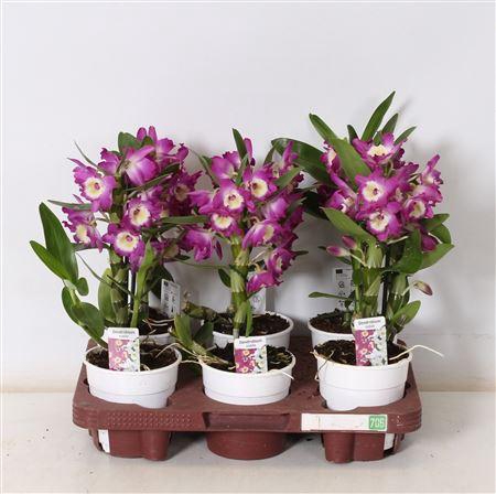 <h4>Dend Nobile 1-2 Branches</h4>