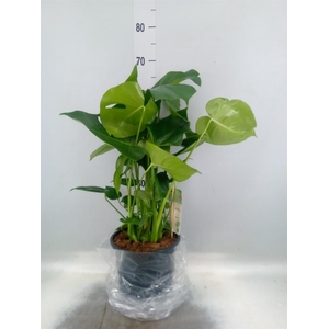 Monstera delic.