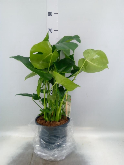 <h4>Monstera delic.</h4>