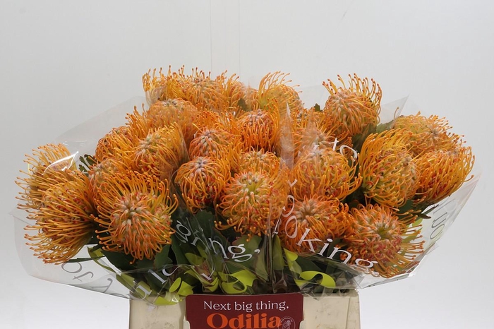 <h4>Nutans Soleil</h4>