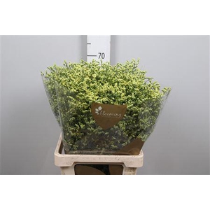 Lim Sin China Summer