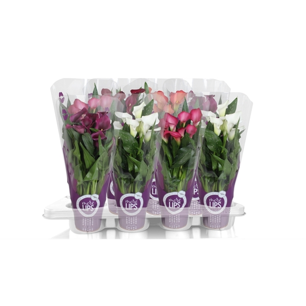 <h4>Zantedeschia gemengd Calla mix in paarse MoreLIPS® hoes</h4>