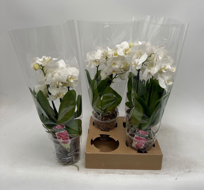 <h4>PHAL OV WIT</h4>