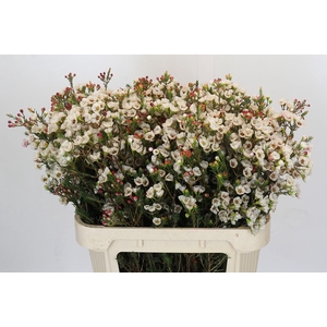 Chamelaucium Moonlight Delight