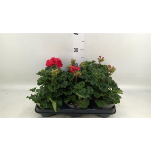 Pelargonium zona.   ...F1