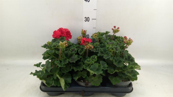 <h4>Pelargonium zona.   ...F1</h4>