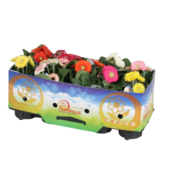 <h4>Gerbera sundayz belicht 12cm 2+bl met kraag</h4>