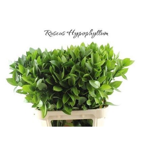 Ruscus Hypophyllum