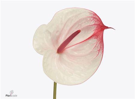 <h4>Anth A Cumbia</h4>