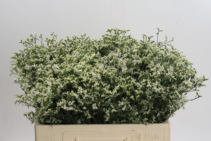 <h4>Limonium White</h4>