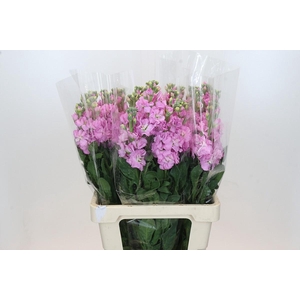 Matthiola Iron Pink